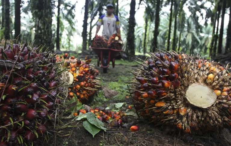 File picture of a worker collecting palm fruit at a plantation in Langkat