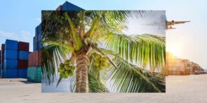 Eksport Kelapa Tanpa Hilirisasi, Tantangan Industri dan Potensi Hilangnya Nilai Tambah