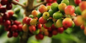 Meningkatnya Ekspor Kopi Indonesia, Tantangan Produktivitas Petani Kopi