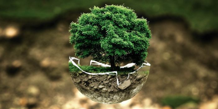 Membangun Bisnis dengan Filosofi Pohon Kehidupan