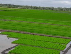 Transformasi Pertanian di Merauke Menuju Lumbung Pangan Nasional
