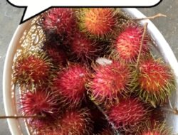 Oknum di Kemendag Diduga Kuat Palak Para Importir Buah yang Ingin Dapat Persetujuan Impor