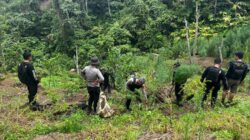 Operasi Gabungan Polda Sumsel Bongkar Ladang Ganja 20 Hektar di Empat Lawang, 220 Kg Ganja dan Bandar Utama Ditangkap