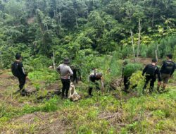 Operasi Gabungan Polda Sumsel Bongkar Ladang Ganja 20 Hektar di Empat Lawang, 220 Kg Ganja dan Bandar Utama Ditangkap