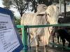 Jhon Sitorus Kritik Anggaran Sapi Kurban Presiden dari APBN, Singgung Janji Pendukung 02