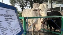 Jhon Sitorus Kritik Anggaran Sapi Kurban Presiden dari APBN, Singgung Janji Pendukung 02
