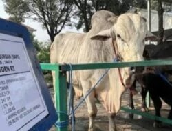 Jhon Sitorus Kritik Anggaran Sapi Kurban Presiden dari APBN, Singgung Janji Pendukung 02