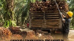 Harga TBS Sawit di Pessel Anjlok Jadi Rp700/Kg, Petani Menjerit di Tengah Harga Pupuk Melambung