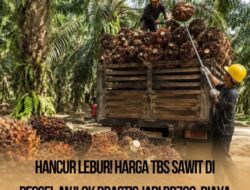 Harga TBS Sawit di Pessel Anjlok Jadi Rp700/Kg, Petani Menjerit di Tengah Harga Pupuk Melambung